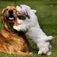 『犬にモテる犬』の特徴4選　どんなワンコが好かれやすいの？主な共通点や社交性を身につけるコツまで