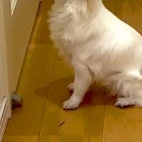 留学に向けて、毎日部屋にこもって勉強していた娘→夜、犬がドアの前に行って…『健気すぎる光景』が23万再生「泣けてくる」「愛でしかない」