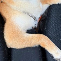 後部座席から顔を出す犬→何気なく振り返ったら…思った以上に『イケメンすぎる一枚』に絶賛「めっちゃモテそうｗ」「助手席でキュンとするやつ」