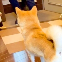 仕事が忙しく『休日出勤』する父→犬がお見送りした後、寂しがって…今すぐに帰りたくなる光景に反響「涙が出るほど健気…」「なんていじらしい」