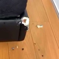 ベッドが破壊されていたので、犬を叱ろうとした結果→なぜか『妹犬』に…怒るに怒れない『まさかの光景』が25万再生「かわいい」「あちゃーｗ」