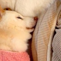 15歳になり、不安を感じやすくなったおばあちゃん犬→おじいちゃん犬が寄り添って…尊すぎる『夫婦の絆』が23万再生「涙が止まらない…」