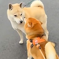 朝、『おともだちワンコ』と出会った犬→「ぎゅっ！」とんでもなく尊い『ご挨拶の仕方』が1060万再生「時が止まってる」「私も混ざりたい」