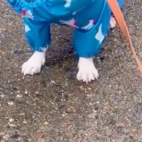 雨の日、犬が初めて『カッパを着てお散歩』した結果→体を震わせると…まさかの『顔がなくなる光景』が81万再生「なんという可愛さ」「青虫さん」