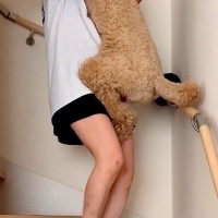 階段を降りることができない大型犬→ママが『抱っこで運んであげた』結果…自分のサイズ感がわかっていない光景が41万再生「大きな赤ちゃんｗ」