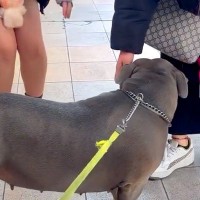 通りすがりの女性に『かっこいいね』と言われた『強面の大型犬』→ギャップがありすぎる光景が101万再生「甘え上手で可愛すぎ」「遭遇したい」