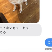 犬にご飯をあげて、仕事に出かけた結果→家にいる夫から『写真』が送られてきて…まさかの『策士すぎる光景』に「色々考えてて可愛いｗ」の声