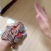 『壁を噛んではいけない』と子犬に教えるため、パペットで実演した結果→『まさかの反応』に12万いいね「心配そうで可愛い」「タジタジｗ」