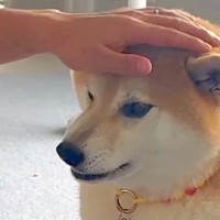 『パパの仕事がお休みの日』と勘違いしている犬→『今日はお休みじゃないよ』と伝えた瞬間…まさかの『ブチギレ顔』が54万再生「感情豊かで尊い」