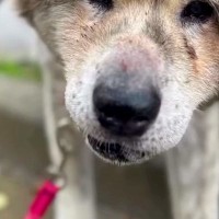 『ゴミ屋敷』で命からがら救助された秋田犬→最初は『悲しい表情』をしていて…第二の犬生を歩む『素敵な記録』が話題　初日と違う表情に感動