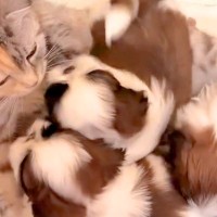 猫が『3匹の赤ちゃん犬』を育てた結果→まるで本当の母親のようで…家族愛を感じる『成長記録』が17万再生「尊すぎる」「なんて優しい世界」