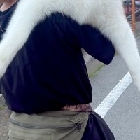 26キロの大型犬が『疲れて歩かなくなった』結果→仕方なく抱っこして…自分の大きさを理解していない光景に反響「可愛い」「子犬だと思ってるｗ」