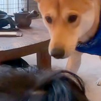 息子とプロレスごっこの最中、犬に『助けてー！』と言った結果→家族愛に溢れた『尊すぎる光景』に反響「お父さんめっちゃ嬉しそう」「健気で賢い」
