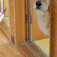 2匹の犬に『お風呂入るか』と声をかけた結果→嫌がりすぎて…わかりやすい『表情』と入浴中の光景に反響「同じ顔してて草」「声出して笑ったｗ」