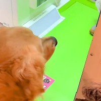 大型犬と『プリクラ』を撮ってみた結果→『可愛いプリができる』と思ったら…想像と違う『出来栄え』が43万再生「いい思い出」「浴衣可愛い」