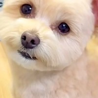 『お散歩行く？』と犬に声を掛けた結果→大喜びして『耳』が…思った以上の『デカさ』が100万再生「空飛べそうｗ」「想像の10倍大きい」