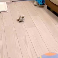 リモート会議中、ふと『犬が静かだな』と思ったので確認した結果→まさかの『ハプニング』が61万再生「フリーズしてて草」「うちの子もやるｗ」