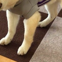 服を着せたら『テンションがた落ち』になった犬→脱がせると…悲愴感漂う光景と『愛おしい行動』に反響「可愛い」「顔で不満なのわかりすぎるｗ」