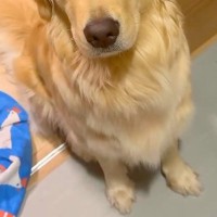 大型犬が気に入っている『チキンのおもちゃ』を丸洗いした結果→『なんでひどいことするの…？』切実すぎる表情が41万再生「目で訴えてるｗ」
