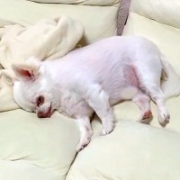 『散歩行こうか』と犬に声をかけた結果→寝たふりをするので、そのままハーネスをつけると…まさかの光景が22万再生「絶対人間入ってるｗ」