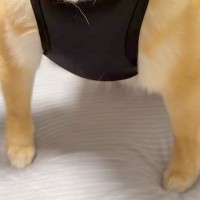 犬に服を着せた結果→『筋肉ムキムキ』になってしまい…まさかの『武士のような光景』が178万再生「拙者座りｗｗ」「腹ちぎれるほど笑った」