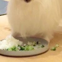 食事中、犬の顔が汚れてしまうので『シャワーキャップ』を頭にかぶせた結果→可愛すぎる光景に4万いいね「給食当番みたいで草」「パーマおば」