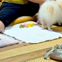 旦那の実家に犬を預けた結果→写真が送られてきて『寂しがっているかな』と思ったら…予想外だった光景に反響「ちょっと寂しいｗ」「切なくて草」
