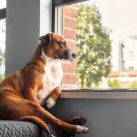 愛犬の『座り方』がいつもと違う？病院に連れて行くべき危険な症状まで解説