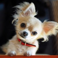 犬が『首をかしげる』理由5選　どんな意味があるの？注意すべき状態まで解説