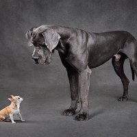 『大型犬』が短命だと言われている理由3選　少しでも長生きしてもらうために日頃からすべき健康管理とは？
