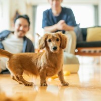 犬が健康的に暮らすための『生活習慣』4つ　病気にならない体づくりの秘訣とは？