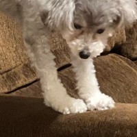 ソファを使って『伸び』をする犬→なぜか足を思いっきり…まるで『小学生男子』のような光景に反響「パルクールで草」「アスリートで笑った」