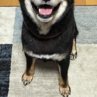 ニコニコ笑顔を浮かべるかわいい犬→『おやつ』を見せた瞬間に…もはや原型を留めていない『変化』に反響　まるで別の生き物のような違いにほっこり