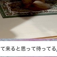 親からLINEで『実家の犬の写真』が送られてきたので確認→なぜか玄関で…『今すぐに会いたくなる光景』に反響「哀愁すごい」「なんて健気」