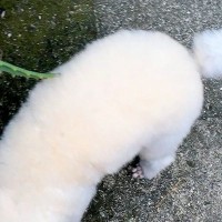 近所のおじさんに『これは犬なの？なんて種類の動物？』と言われた犬→頭を見ると…思わず納得する『まさかの光景』に1万いいね「尖りに尖ってる」