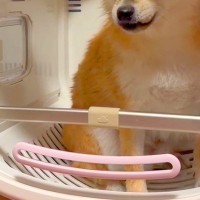 初めて『ドライルーム』に入った犬→『緊張した顔をしてる』と思ったら、2回目には…まさかの『大物すぎる光景』に反響「適応能力がすごいｗｗ」