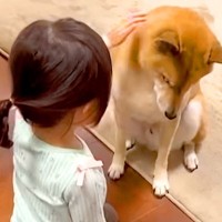 2歳の女の子を『家族』として受け入れていない犬→4年後…あまりにも違いすぎる『態度と表情』が91万再生「泣けてきた」「ふたりともえらい」