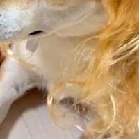 小さな女の子が、犬と一緒に『美容室ごっこ』をした結果→『金髪ウィッグ』を被せると…似合いすぎている光景が26万再生「平成ギャルで草」