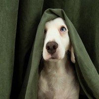 犬が家の中で『かくれんぼ』をする心理5つ　狭い場所に隠れるワケや注意点までご紹介