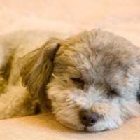 犬が『添い寝』してくる心理4選　愛犬と一緒に寝ても大丈夫？お互いに安眠するための工夫まで