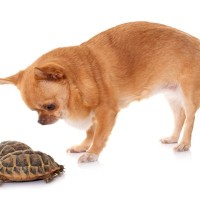 犬と一緒に飼わない方がいい生き物とは？避けるべき動物やどうしても迎えたい場合の対策まで