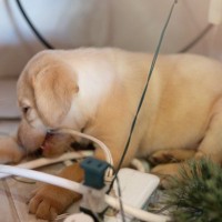 犬が原因で『火事』が起きることがある？留守番中に潜む危険や事故を未然に防ぐためにすべきことまで
