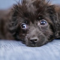 犬の『視線』から分かる5つの気持ち　じっと見つめてくるのはなぜ？愛犬と心を通わせるための接し方まで