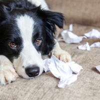 犬を『混乱させてしまう』タブー行為4選　飼い主がやってはいけないNG行動とは？
