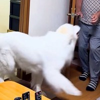 おじいちゃんが『超大型犬を甘やかして育てた』結果→まるで人間の子供のように…あまりにも尊い光景が84万再生「可愛すぎ」「永遠の赤ちゃん」