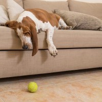 犬の『やる気を引き出す』3つの方法　愛犬のモチベーションを上げる秘訣までご紹介