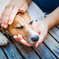 犬も『ガン』になることがあるの？発症する確率や早期発見のためにできることまで