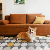 『おとなしい犬』に育てる方法5選　愛犬の性格はどのように決まるの？成犬でもしつけることは可能なの？