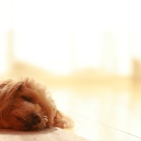 犬が『放っておいてほしい』と思っているときにする行動8選　ひとりになりたいサインや避けるべき接し方まで