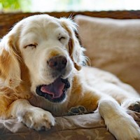 犬が『睡眠不足』になっているときのサイン5選　愛犬の安眠を妨害する飼い主のNG行為まで解説